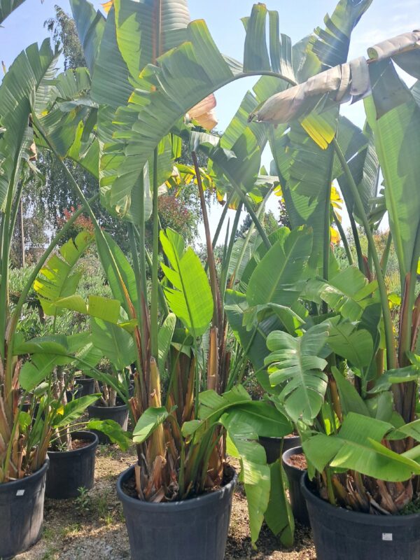 Strelicja Nicolai-biała, ogromny okaz 2-3m, ogród zimowy