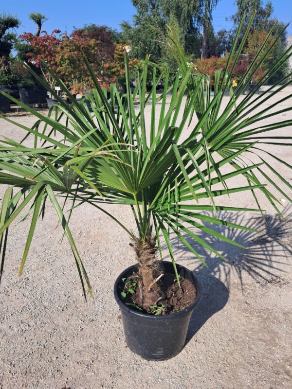 Palma Trachycarpus Fortunei, najlepsza do uprawy w polskich warunkach