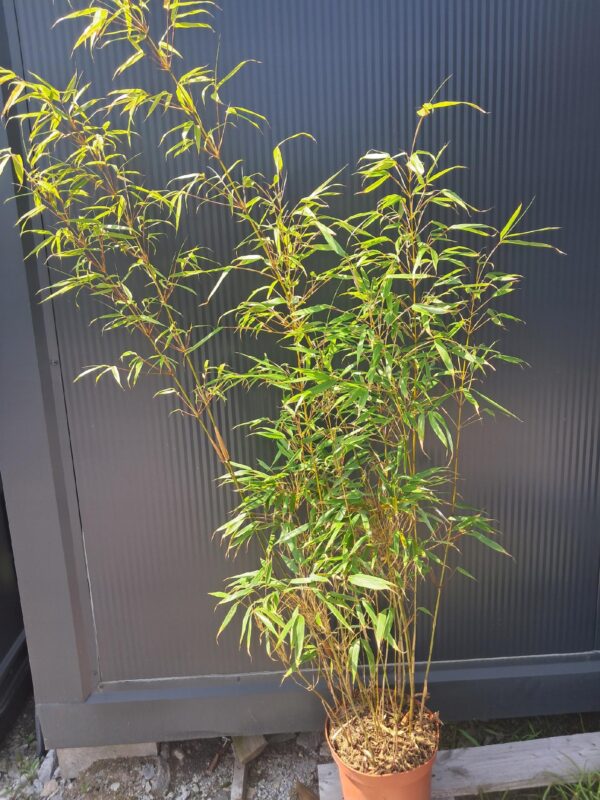 Bambus Fargesia Rufa, zimozielony, nieinwazyjny, egzotyk, mrozoodporny