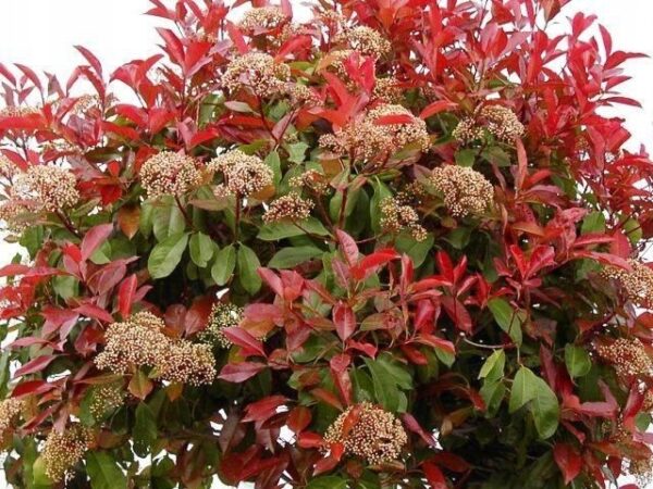 Głogownik 'Red Robin' prowadzony na pniu, zimozielony 150cm