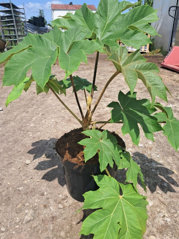 Drzewo papierowe TETRAPANAX, egzotyk, szybkorosnące, duże liście