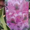 Rododendron/różanecznik 'Durantik' zimozielony