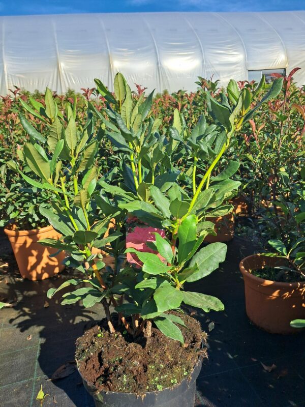 Rododendron/różanecznik 'Nova Zembla' zimozielony, niezawodna odmiana