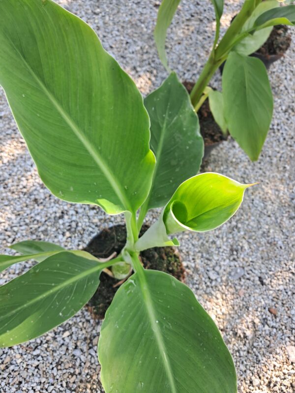 Bananowiec Lasiocarpa, karłowy, kwitnący, ogród, donica
