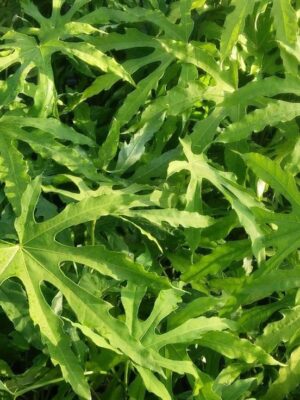 Fatsia japońska 'Green Fingers' do domu, ogrodu