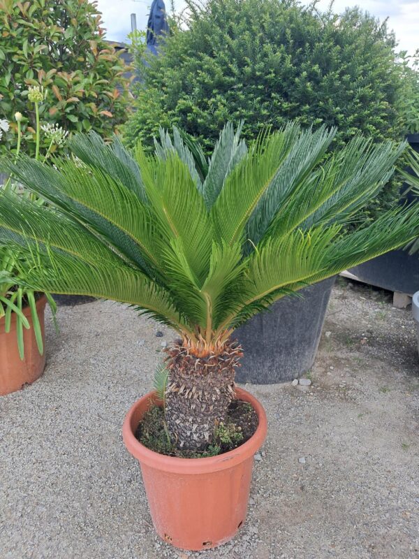 Cykas Sagowiec Revoluta Egzotyk roślina na taras