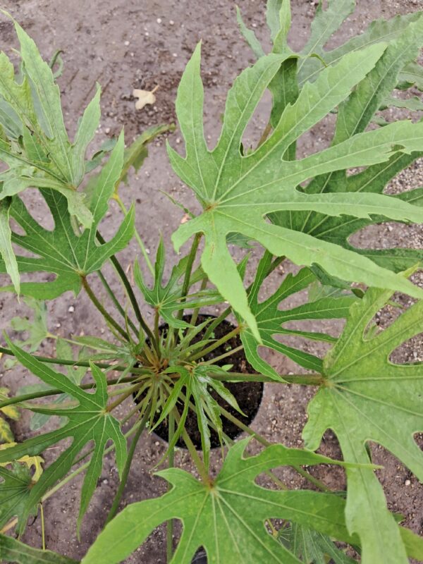 Fatsia japońska 'Green Fingers' do domu, ogrodu
