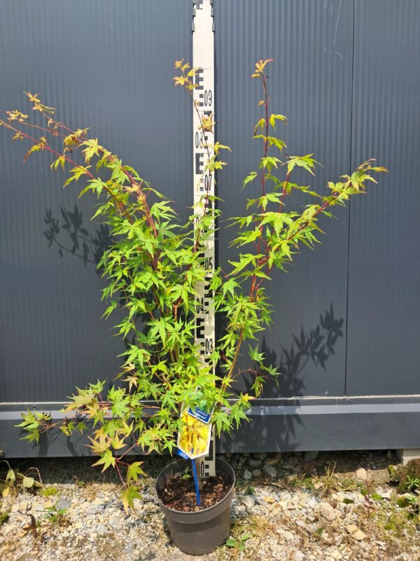 Klon palmowy Sangokaku 70-90