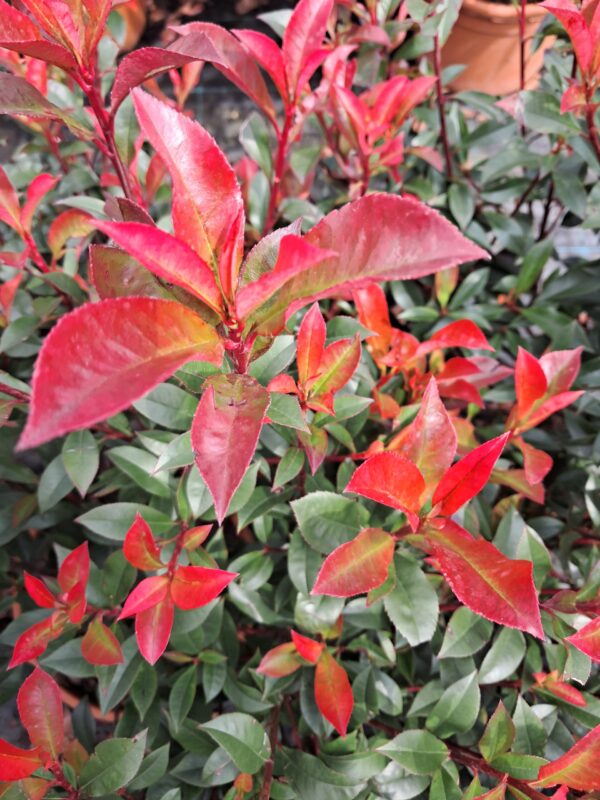 Głogownik Robusta Compacta-Gęsty Krzak 50-70cm