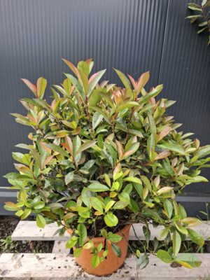 Głogownik Robusta Compacta-Gęsty Krzak 50-60cm, zimozielony, kula