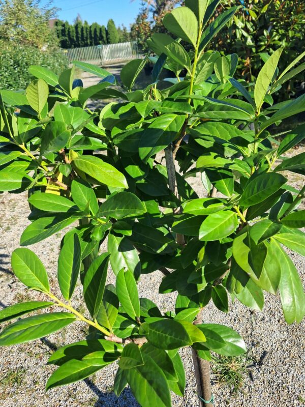 Laurowiśnia 'Novita' na pniu, zimozielona ozdoba ogrodu