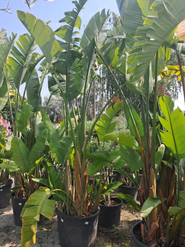 Strelicja Nicolai-biała, ogromny okaz 2-3m, ogród zimowy