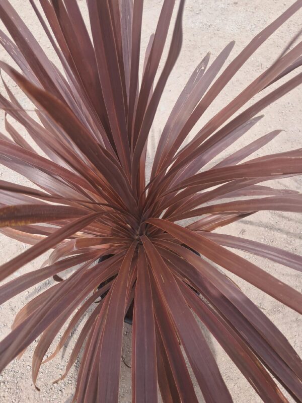 Kordylina Red Star, taras, ogród, roślina doniczkowa