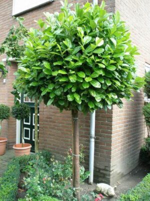 Laurowiśnia 'Novita' na pniu, zimozielona ozdoba ogrodu