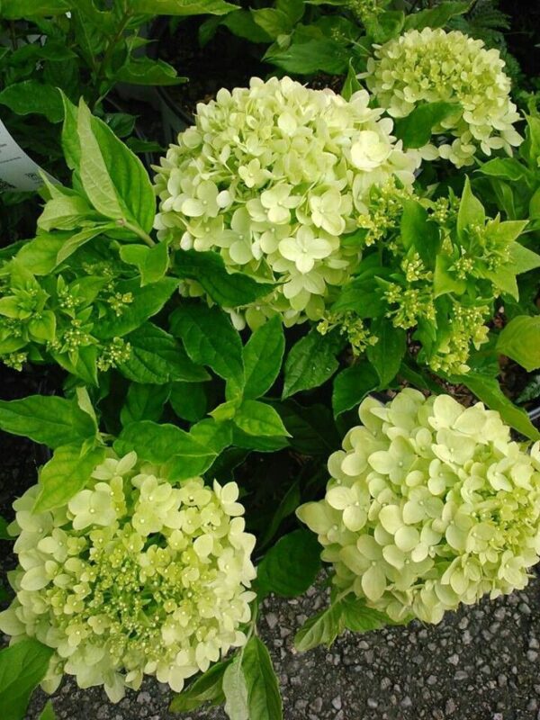 Hortensja bukietowa Limelight, mrozoodporna, duży kwiat