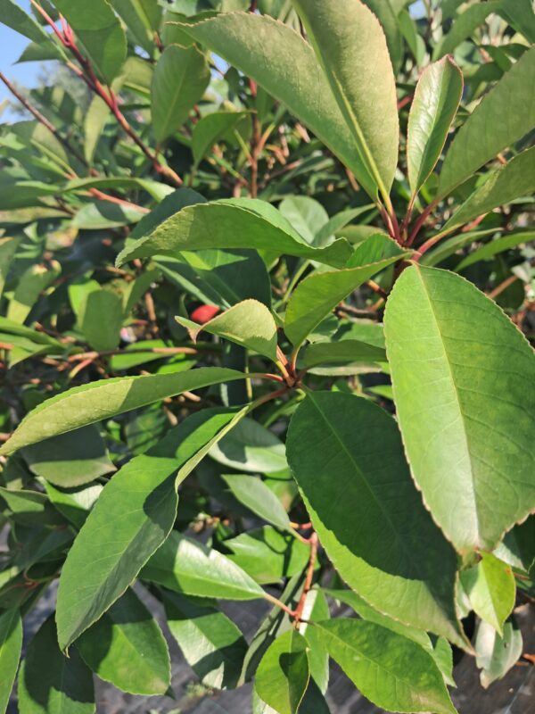 Głogownik 'Red Robin' prowadzony na pniu, zimozielony 150cm