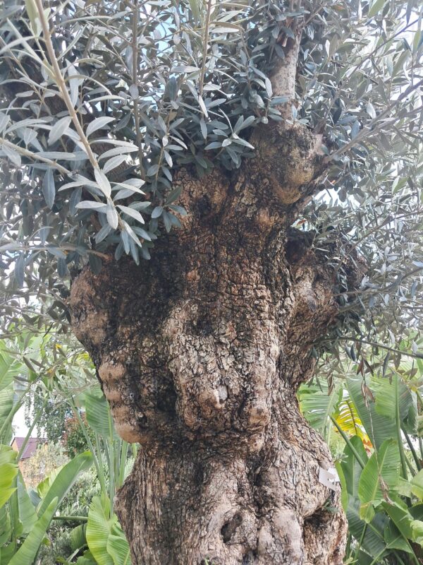 Oliwka europejska, stare drzewo, duży okaz, wysokość rośliny 250cm
