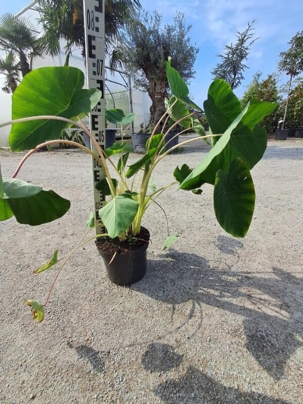 Kolokazja Pink China, duża sadzonka, egzotyk, szybkorosnąca roślina