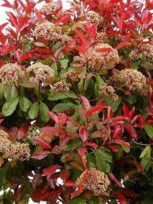 Głogownik 'Red Robin' krzew zimozielony, 150cm