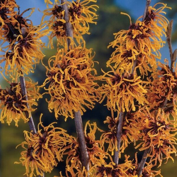 Oczar 'Orange Beauty' kwitnie styczeń-marzec, pomarańczowe kwiaty, 80-90cm