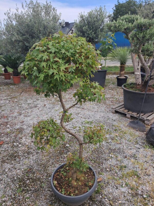 Klon palmowy katsura formowany na bonsai wysokość 140-150cm