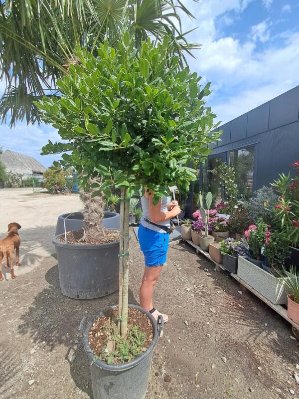 Ostrokrzew zimozielony formowany na pniu 160cm, mrozoodporny, ogród, taras