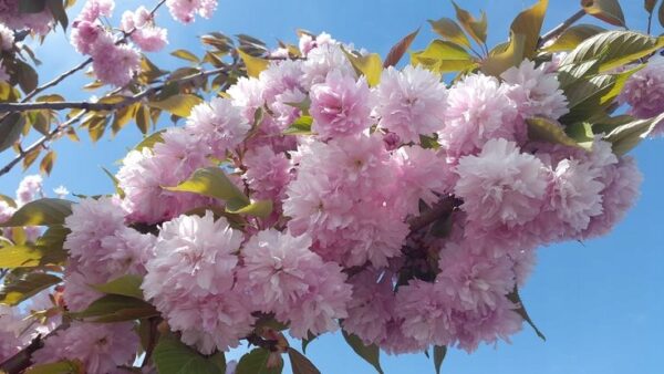 Wiśnia japońska 'KANZAN' pełny kwiat, kwitnące drzewo