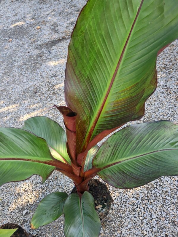 Bananowiec Ensete Maurelli, czerwone liście, szybkorosnący