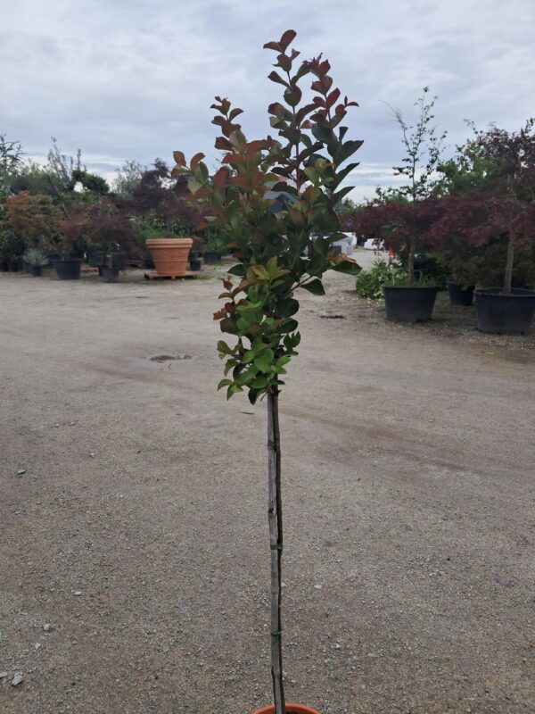 Lagerstroemia indyjska 'Dynamite' czerwone kwiaty, długo kwitnąca, na pniu 140-150