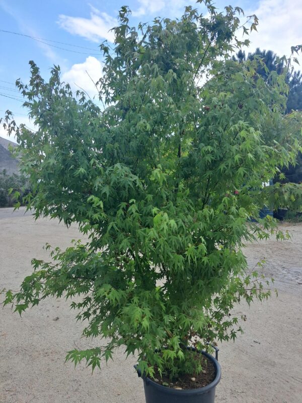 Klon palmowy Katsura, soliter, ogród japoński WIELKI OKAZ 160-200cm