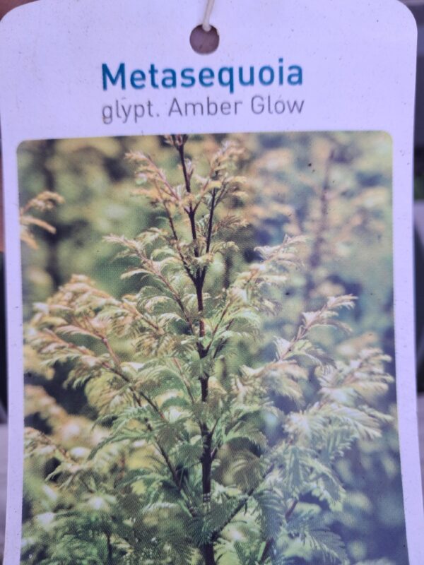 Metasekwoja chińska 'Amber Glow', szybkorosnące, mrozoodporne, iglaste