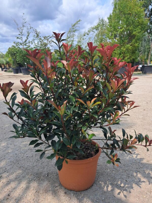 Głogownik Robusta Compacta-Gęsty Krzak 50-70cm