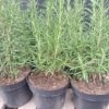 Rozmaryn doniczka/ duża sadzonka 40cm PAKIET 3 SZTUK zioła