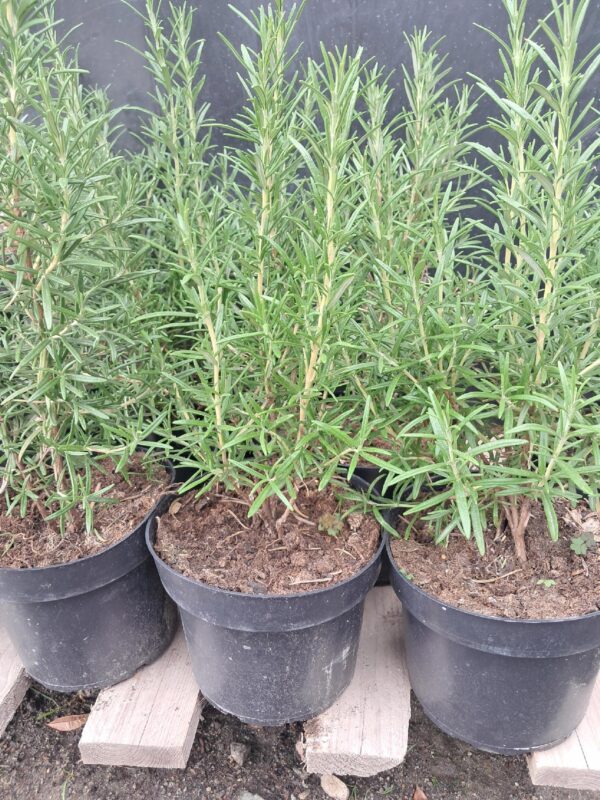 Rozmaryn doniczka/ duża sadzonka 40cm PAKIET 3 SZTUK zioła