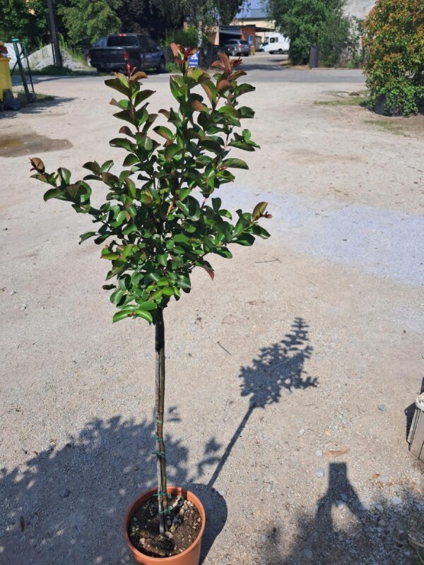 Lagerstroemia indyjska 'Dynamite' czerwone kwiaty, długo kwitnąca, na pniu 140-150