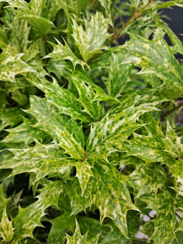 OSMANTUS różnolistny "Goshiki" ZIMOZIELONY, krzew, mrozoodporny