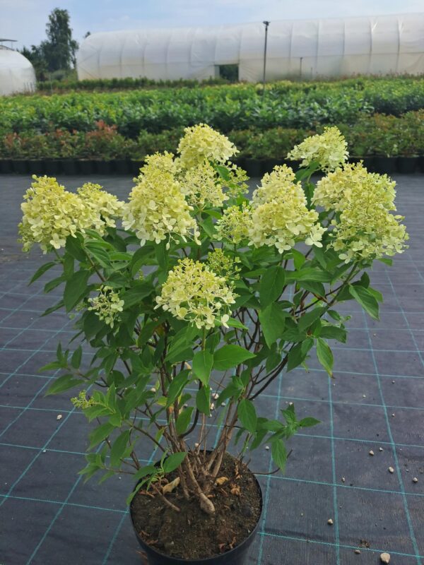 Hortensja bukietowa Limelight, mrozoodporna, duży kwiat