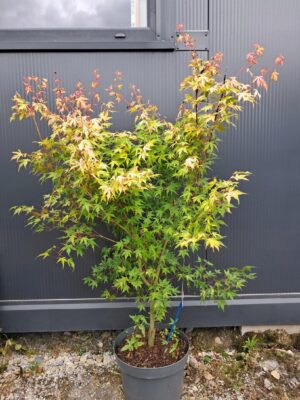 Klon palmowy Katsura 100-120cm