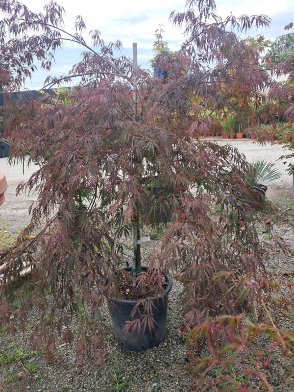 Klon Garnet duży okaz rozłożysty na nodze