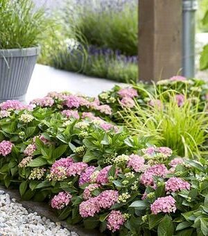 Hortensja ogrodowa Forever & Ever Hortbux RÓŻOWA, KARŁOWATA, KOMPAKTOWA