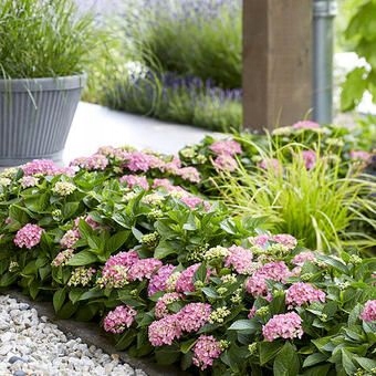 Hortensja ogrodowa Forever & Ever Hortbux RÓŻOWA, KARŁOWATA, KOMPAKTOWA