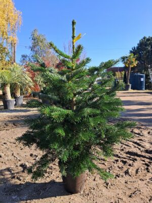 Jodła Kaukaska w donicy, ukorzeniona, żywa choinka świąteczna 100-125cm