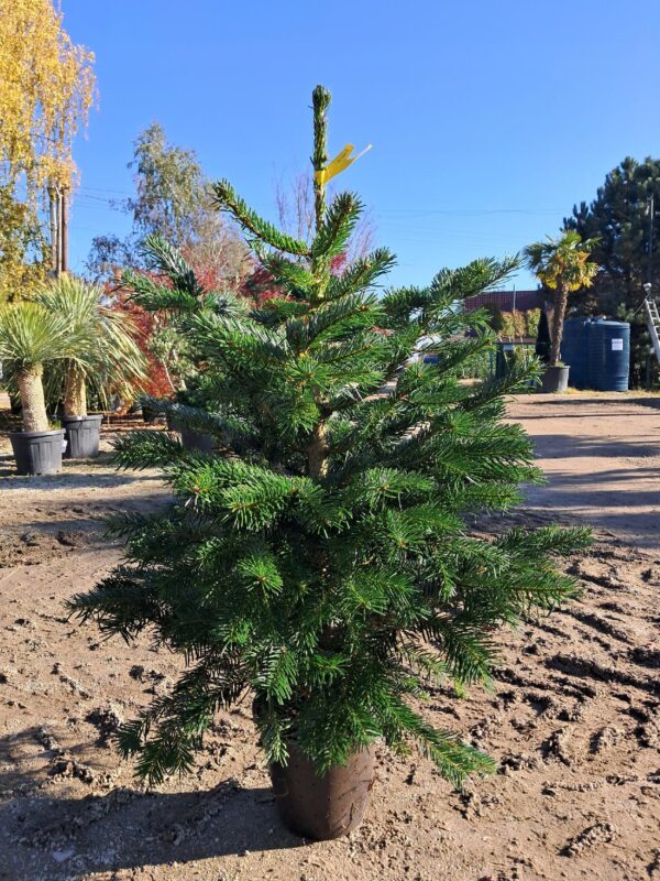 Jodła Kaukaska w donicy, ukorzeniona, żywa choinka świąteczna 100-125cm