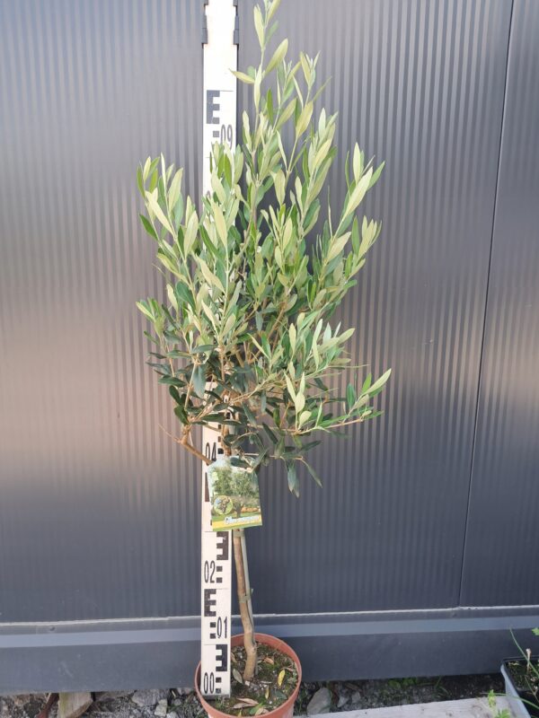Oliwka europejska, egzotyk, roślina zimozielona, 90-110cm
