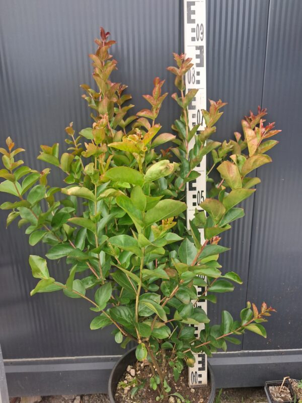 Lagerstroemia indyjska-bez południa KWITNĄCA, wieloletnia, ogród, donica