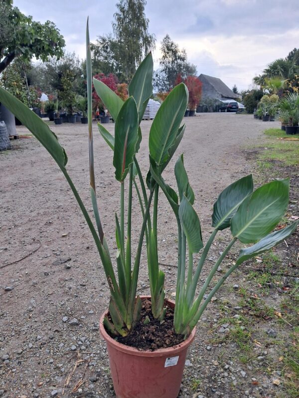 Strelicja Reginae, Królewska, Rajski Ptak egzotyk