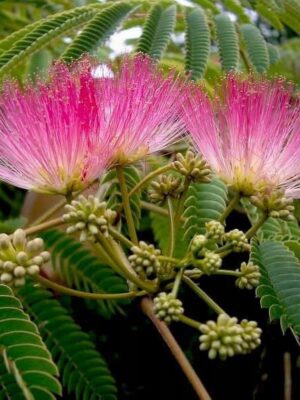 Albicja Julibrissin OMBRELLA zielona, egzotyk, świecący kwiat, kwitnąca 120-150cm