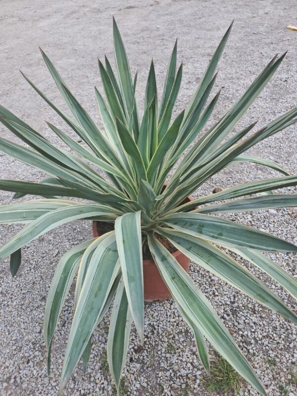 Yucca Gloriosa Variegata MROZOODPORNA, zimozielona, słońce, ogród, taras