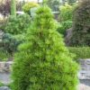 SOŚNICA JAPOŃSKA/ sośnica parasolowata, zimozielona, mrozoodporna, ogród 30-40cm
