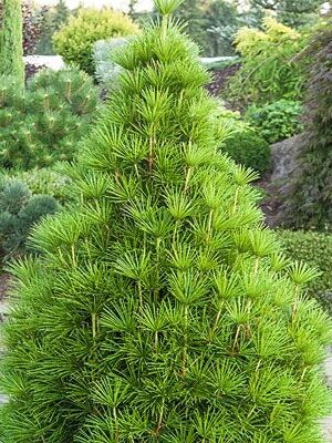 SOŚNICA JAPOŃSKA/ sośnica parasolowata, zimozielona, mrozoodporna, ogród 30-40cm